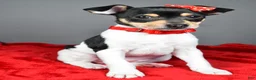 Toy Fox Terrier dogs for sale: Nicky - Ad 6