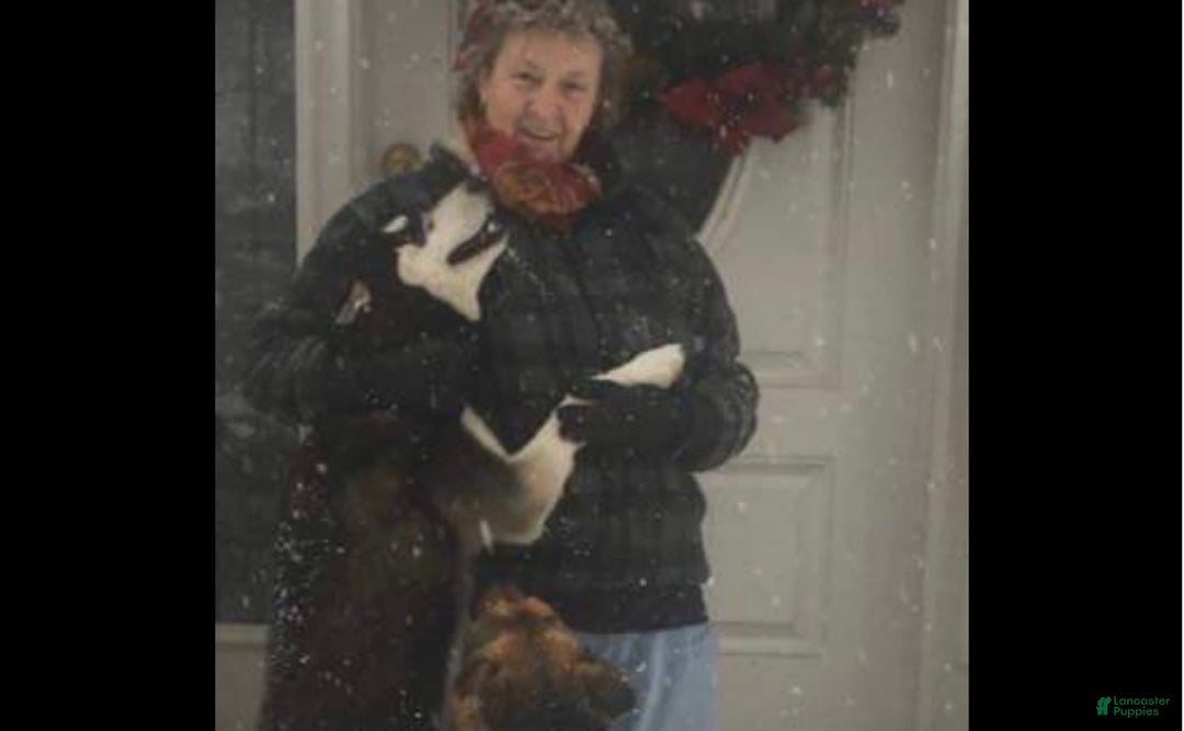 Gallery Image {{count}}