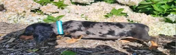 Miniature Dachshund dogs for sale: Sterling  - Ad 12