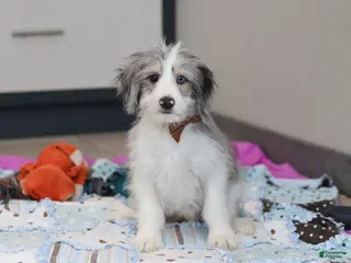 Mini Bernedoodle dogs Edgar - Ad 32