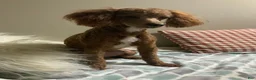 Toy Poodle dogs for sale: Jadon - Ad 7