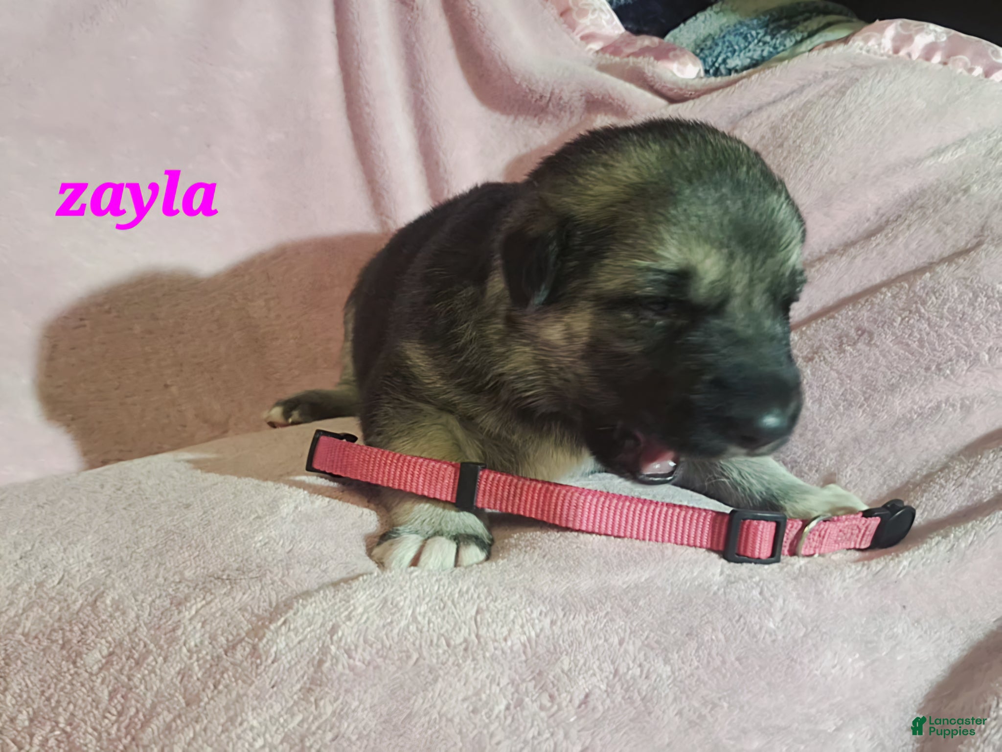 German Shepherd dogs Zayla - Ad 1