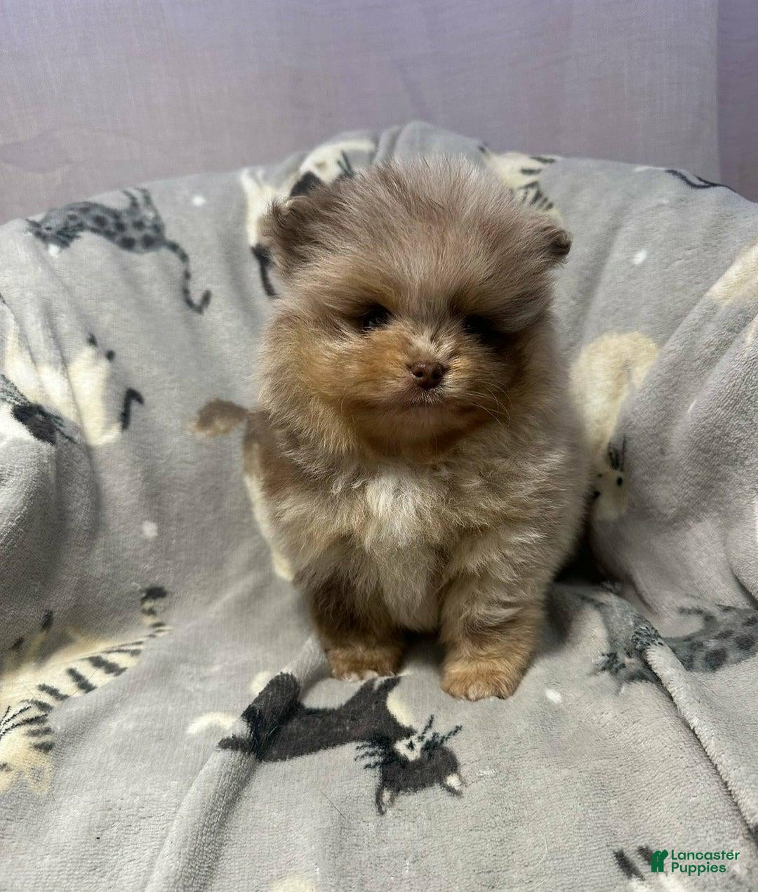 Pomeranian dogs for sale: Benji - Ad 10
