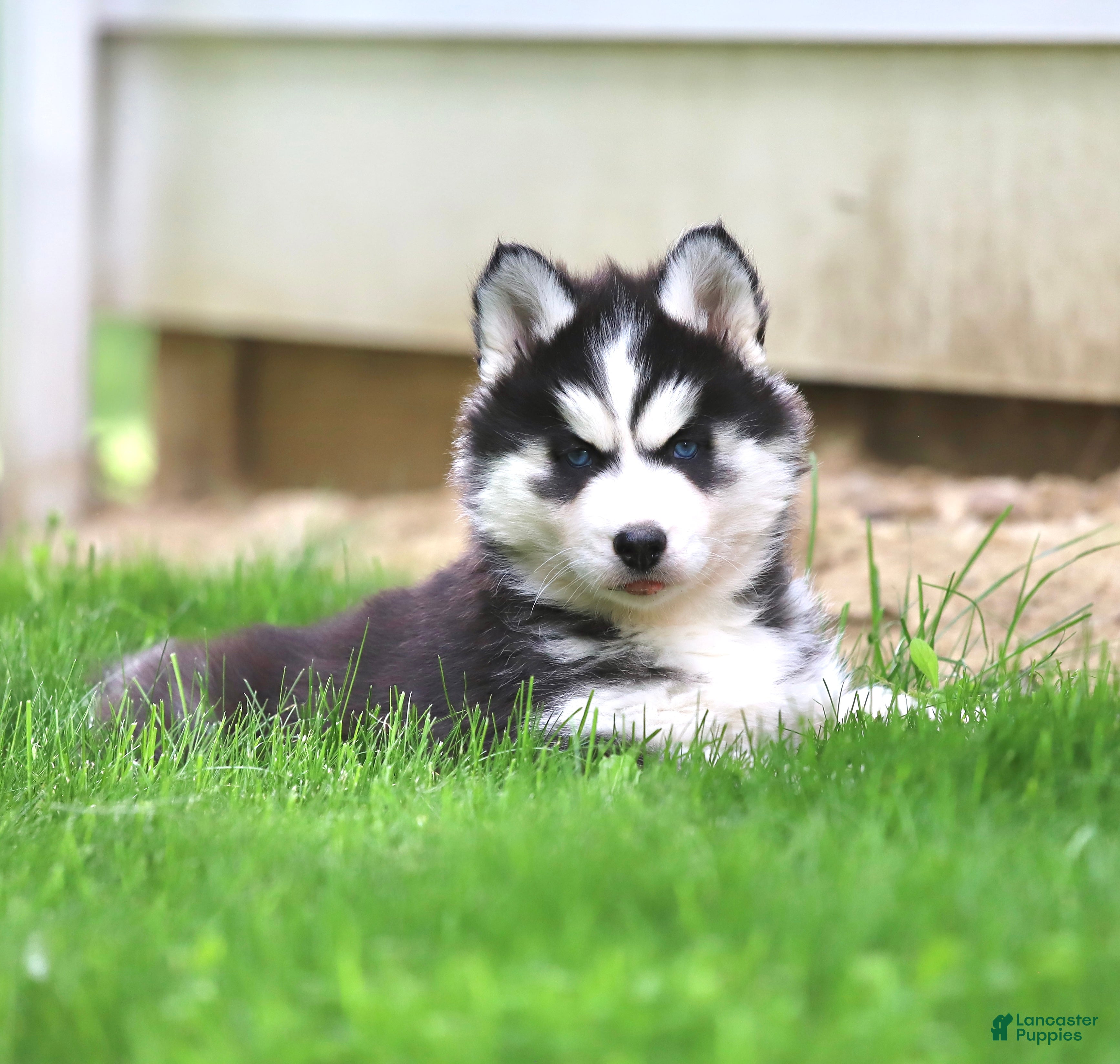 Siberian Husky dogs for sale: Bridget - Ad 6