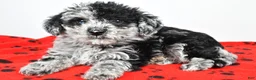 Yorkiepoo dogs for sale: Lane - Ad 4