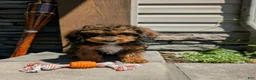 Cavapoo dogs for sale: Marley - Ad 1