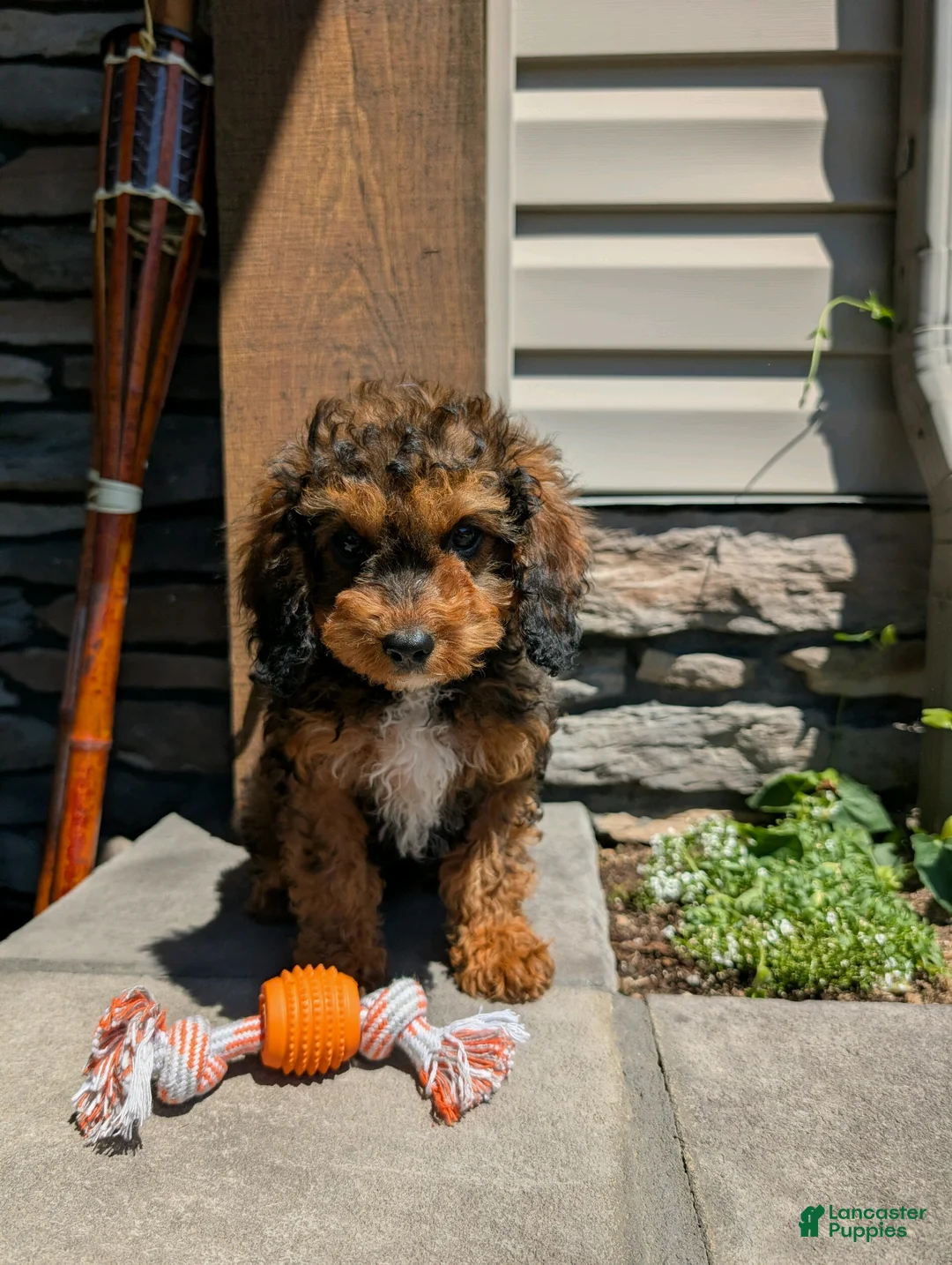 Cavapoo dogs for sale: Marley - Ad 1