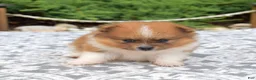 Pomeranian dogs for sale: Rubble  - Ad 2