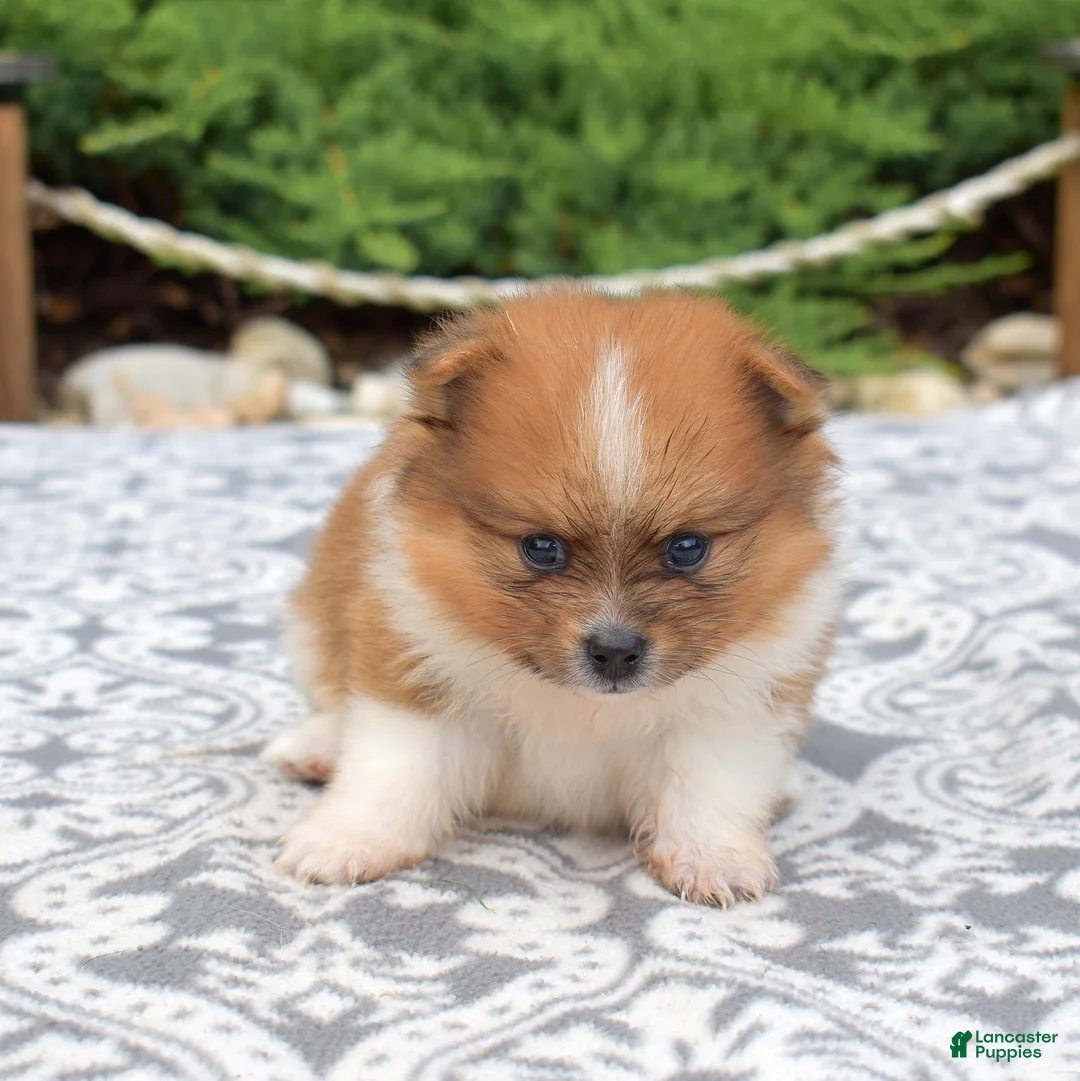 Pomeranian dogs for sale: Rubble  - Ad 2
