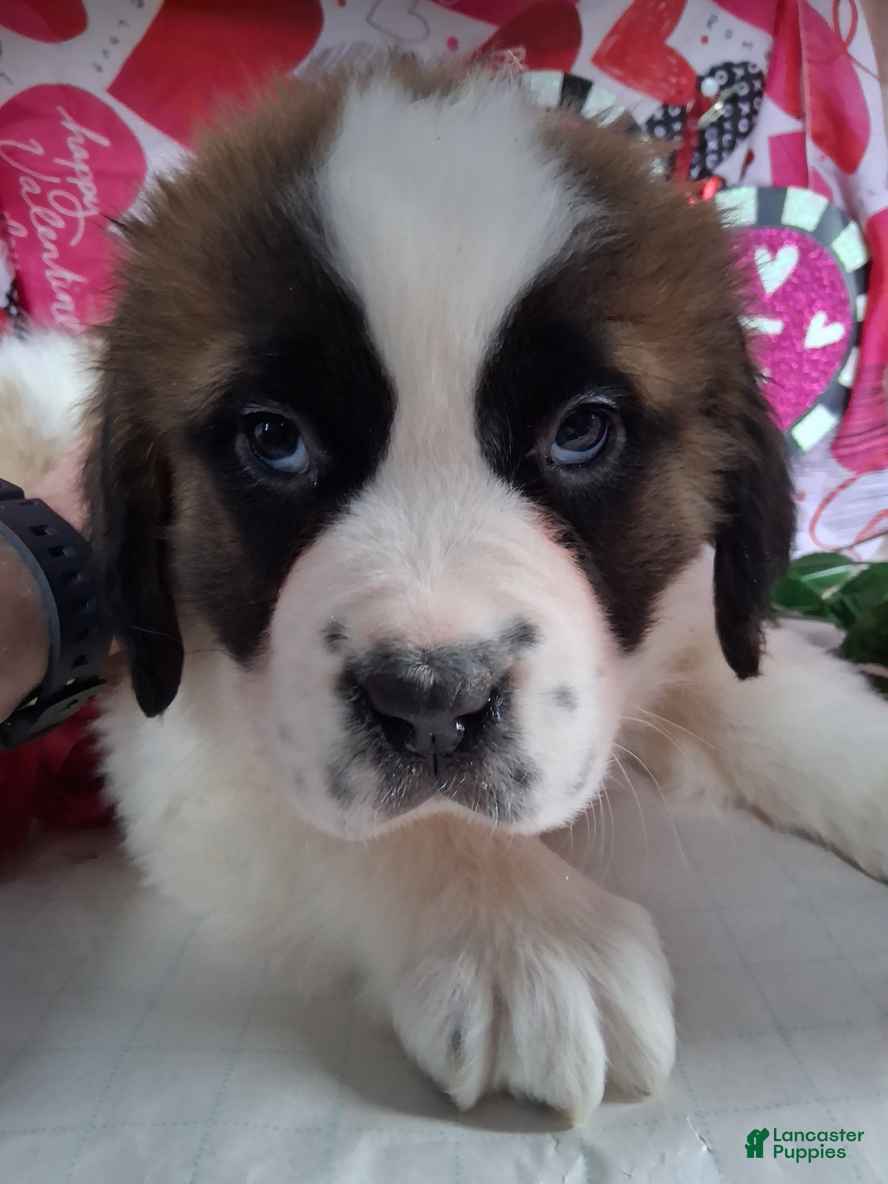 Saint Bernard dogs Maggy Longhair  - Ad 21