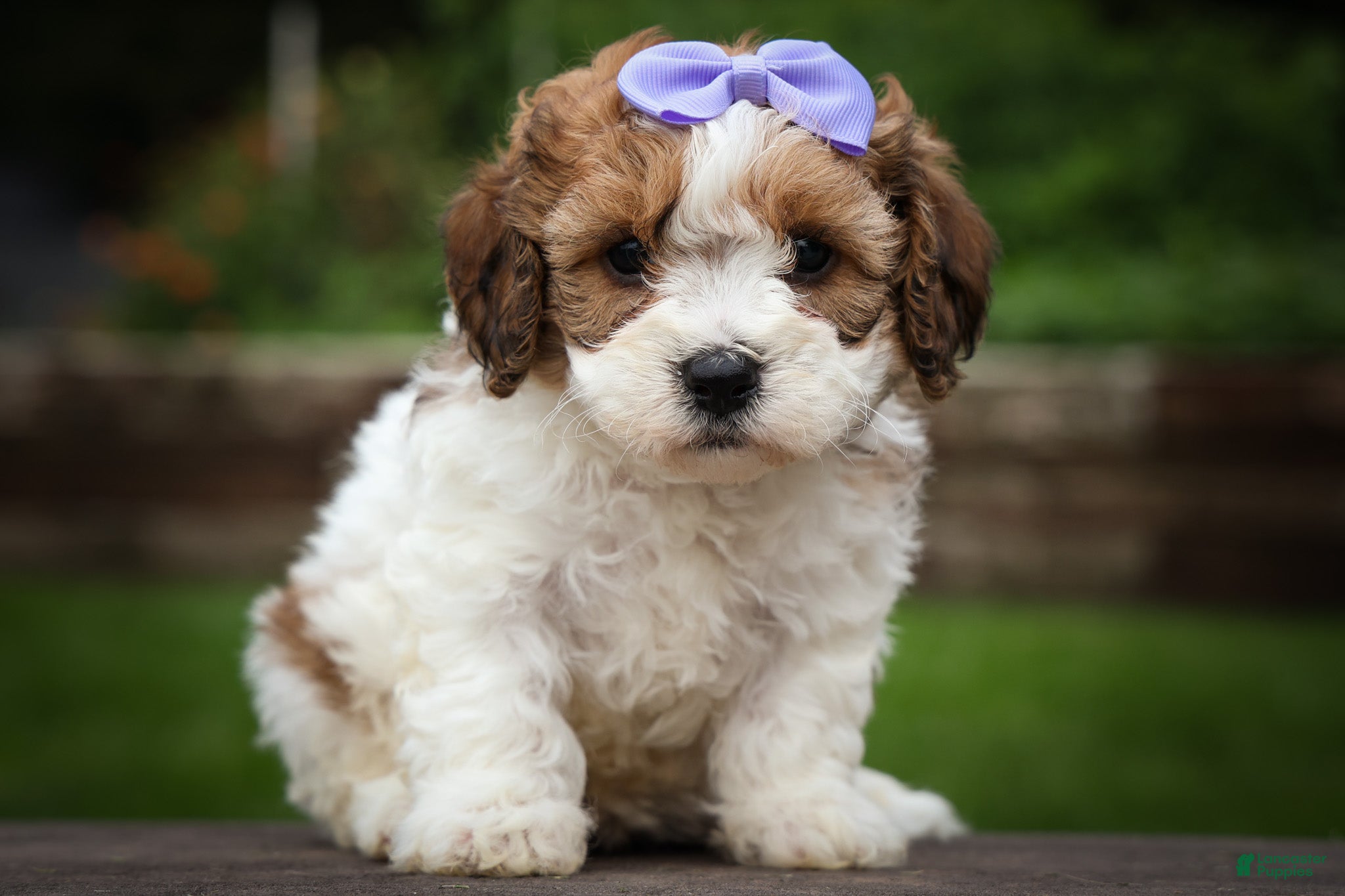 Cavachon dogs Hallie🎀 - Ad 2
