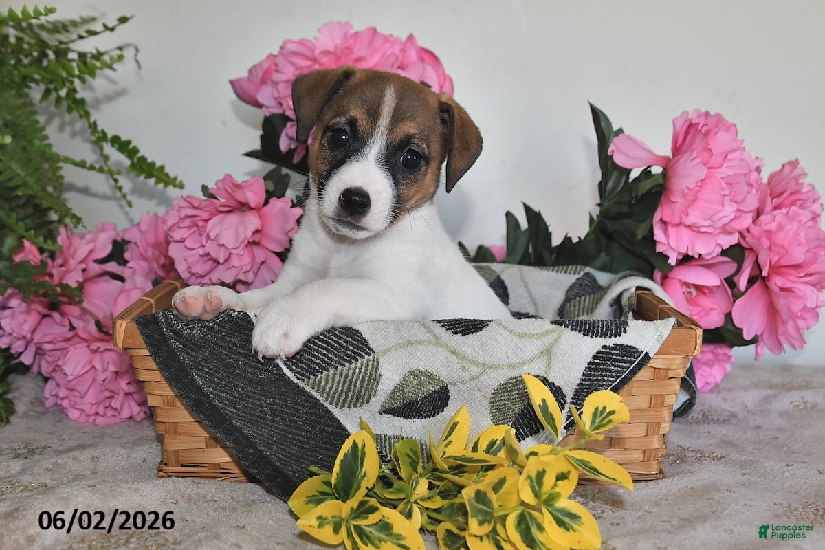 Jack Russell Terrier dogs for sale: Bouncer - Ad 4