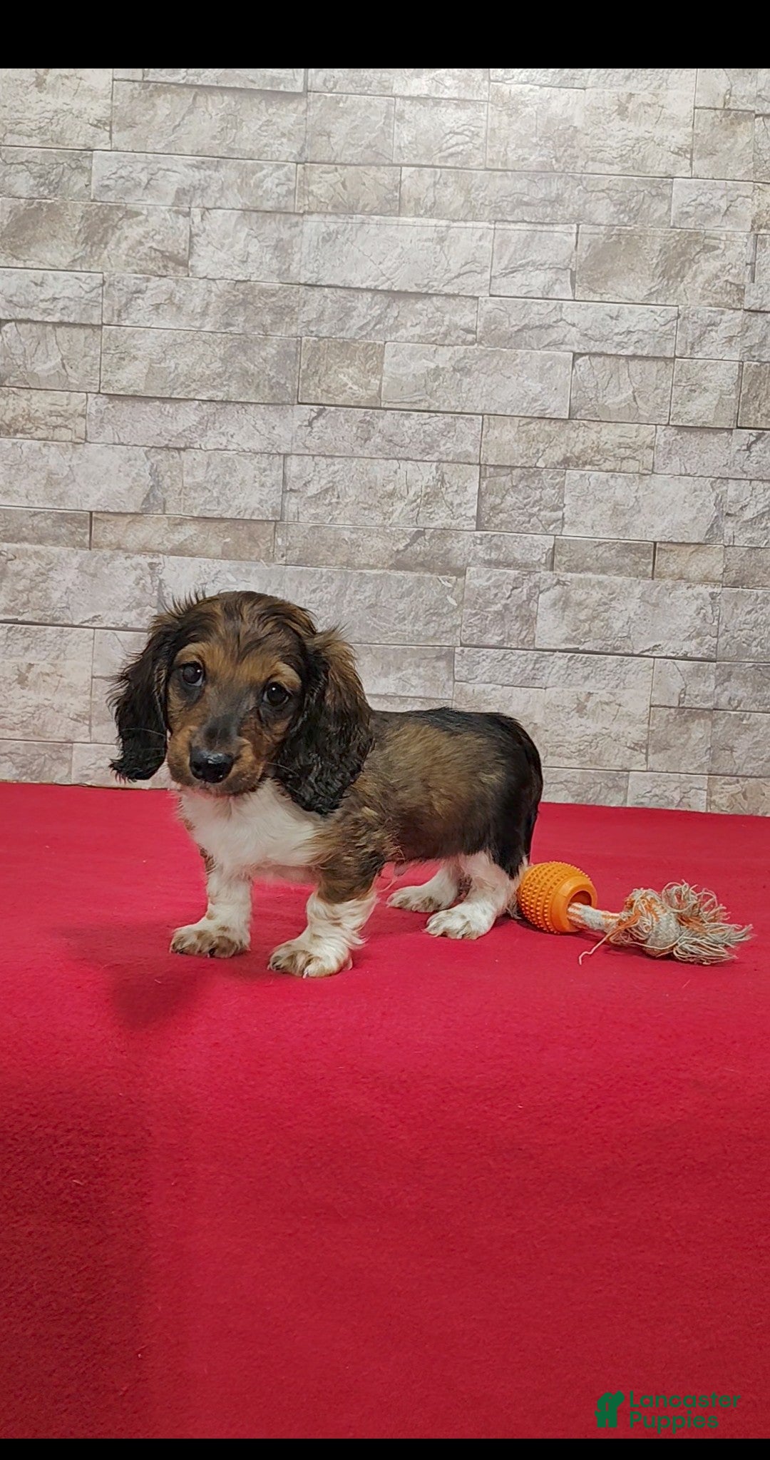 Miniature Dachshund dogs for sale: Stanley - Ad 5