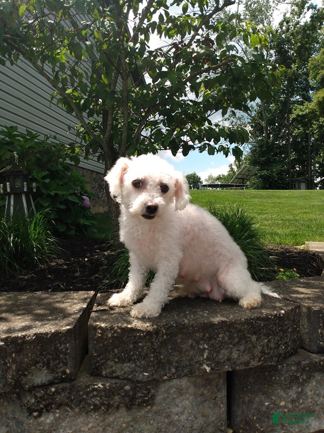 Bichon Frise dogs for sale: Meverick - Ad 10