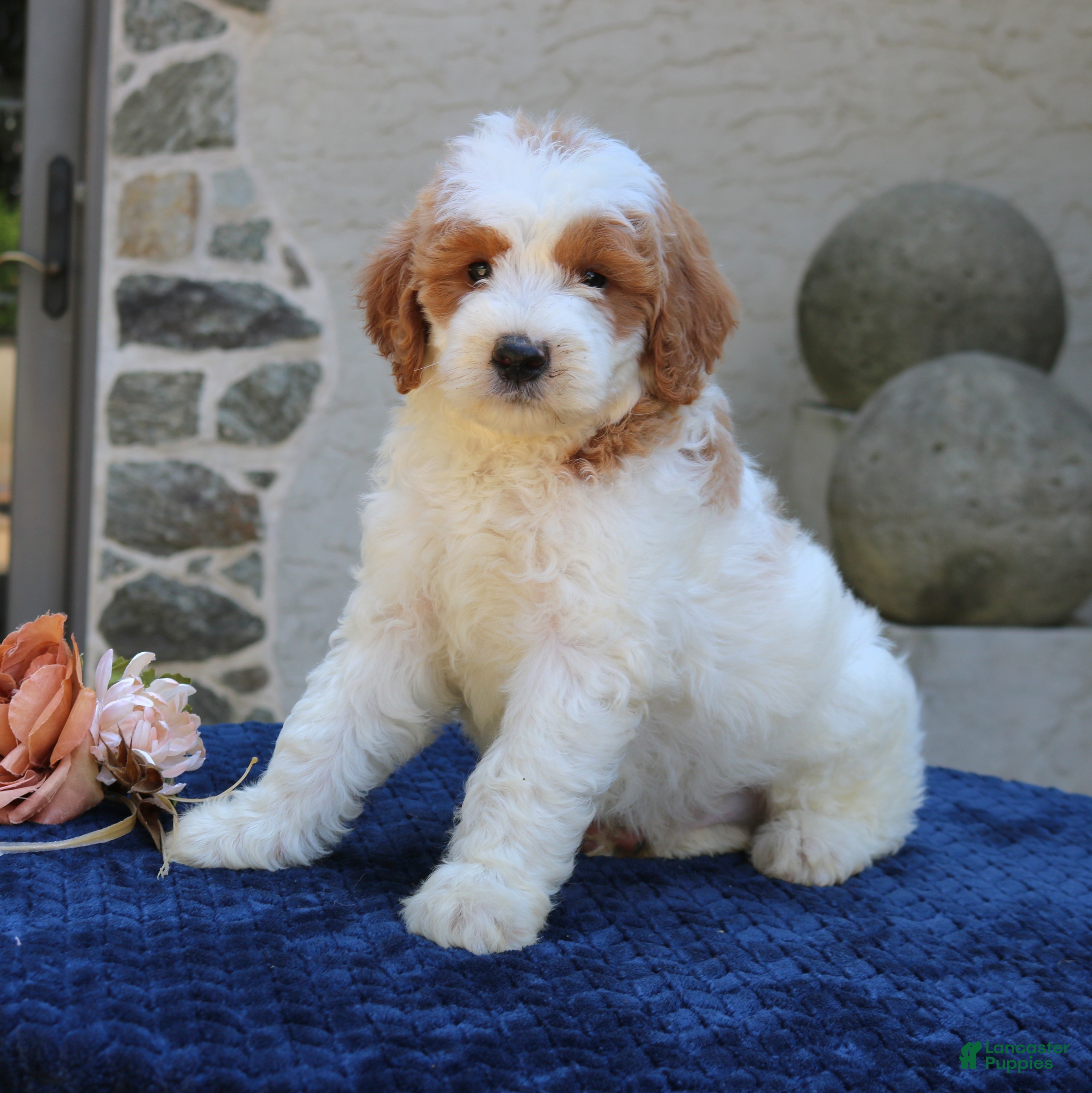 Goldendoodle dogs Dawson  - Ad 2