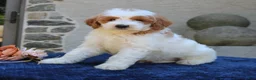 Goldendoodle dogs for sale: Dawson  - Ad 2