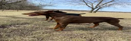 Doberman Pinscher dogs for sale: Doberman Pinscher Puppy 2 - Ad 3
