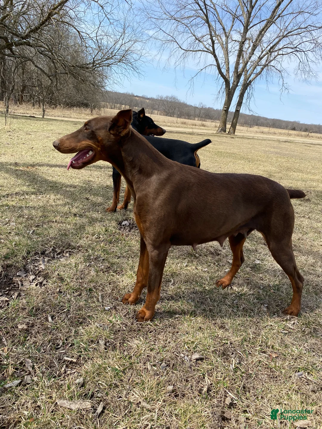 Doberman Pinscher dogs for sale: Doberman Pinscher Puppy 2 - Ad 3