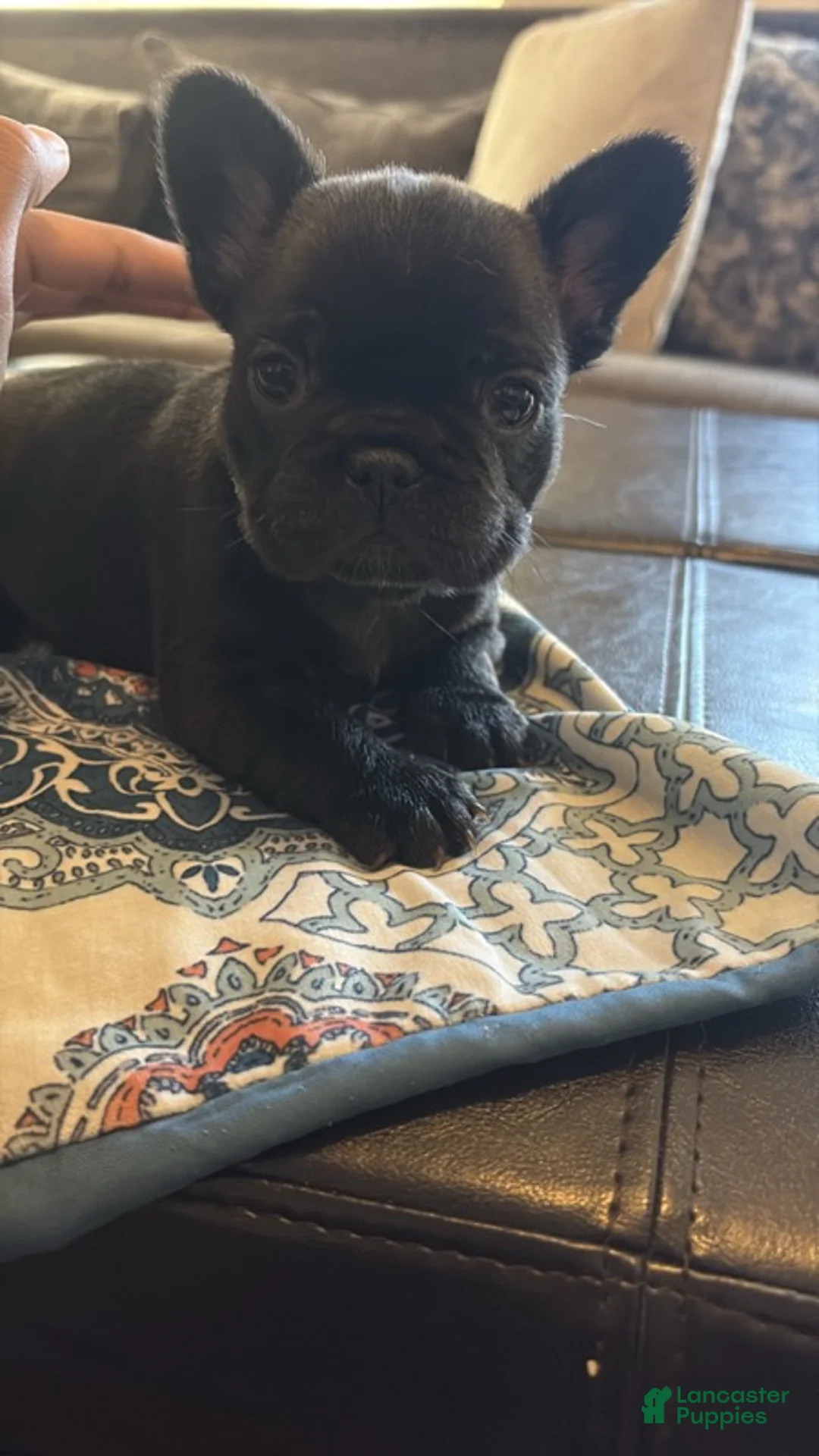 French Bulldog dogs for sale: French Bulldog  Male 2 - Ad 1