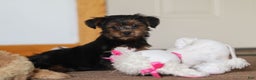 Yorkiepoo dogs for sale: Jullie - Ad 4