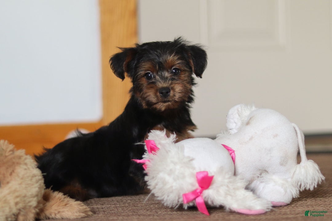 Yorkiepoo dogs for sale: Jullie - Ad 4