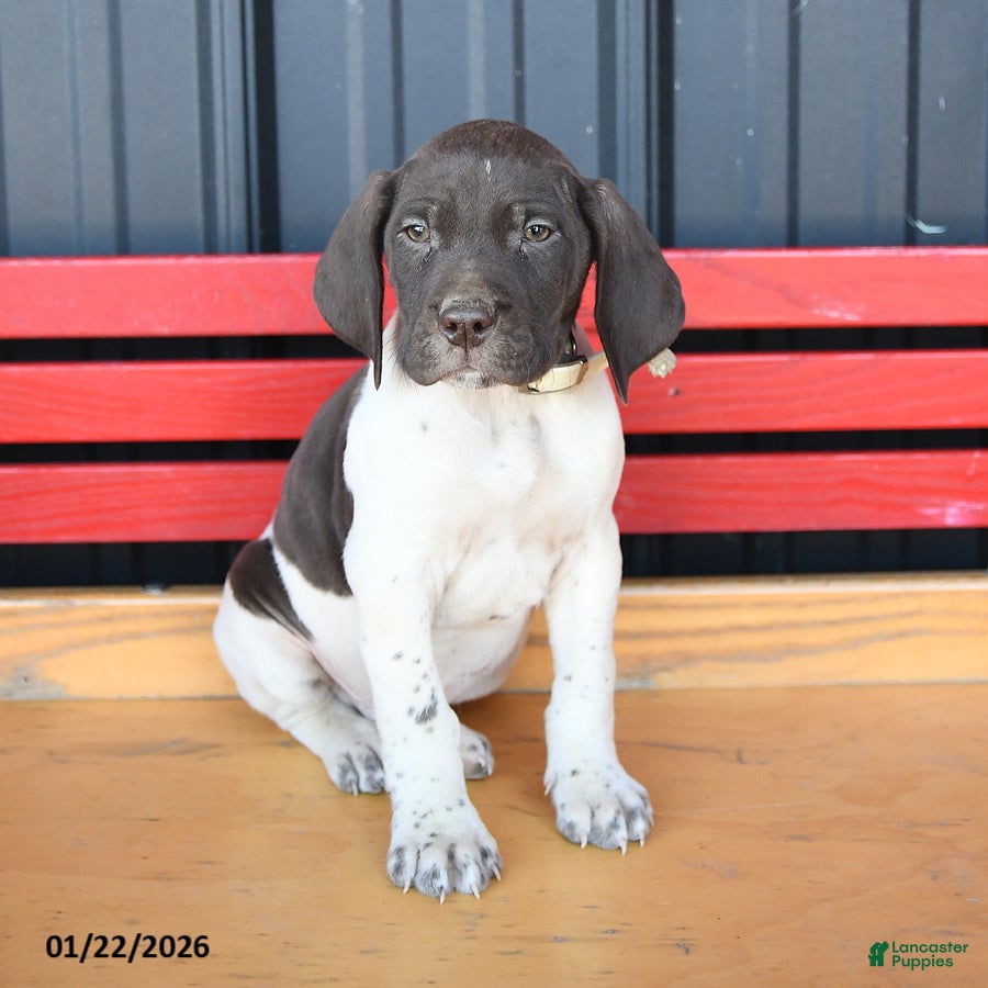 German Shorthaired Pointer dogs Bobby - Ad 2