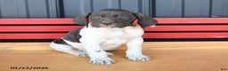 German Shorthaired Pointer dogs for sale: Bobby - Ad 2