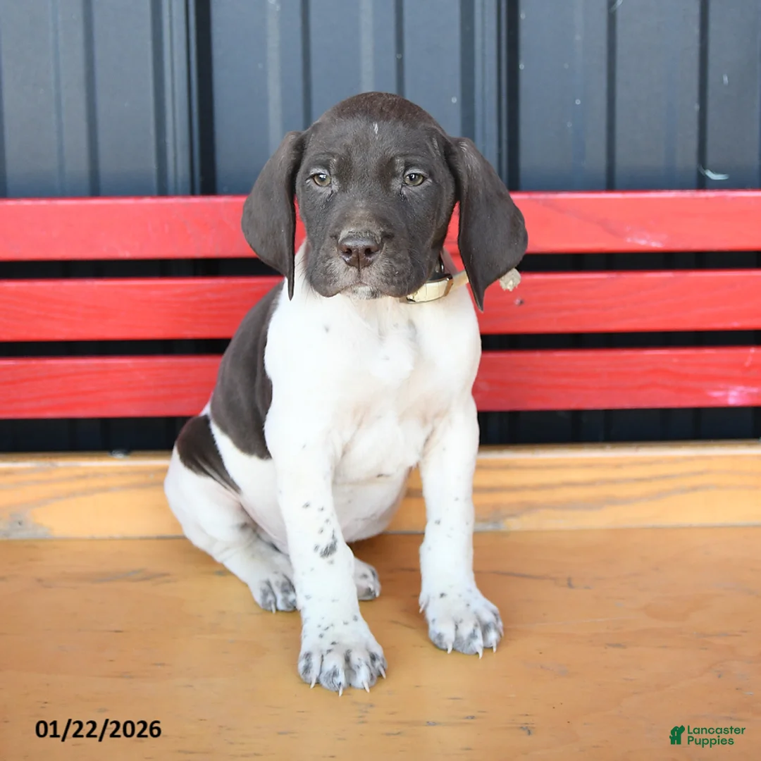 German Shorthaired Pointer dogs for sale: Bobby - Ad 2