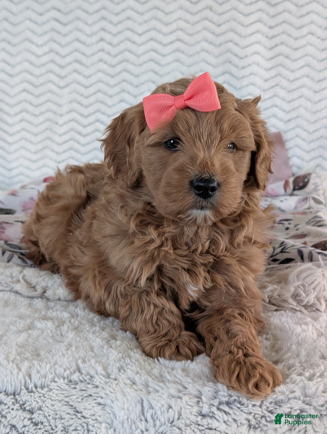 Goldendoodle dogs for sale: Bella - Ad 26