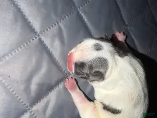 French Bulldog dogs French Bulldog 4 - Ad 25