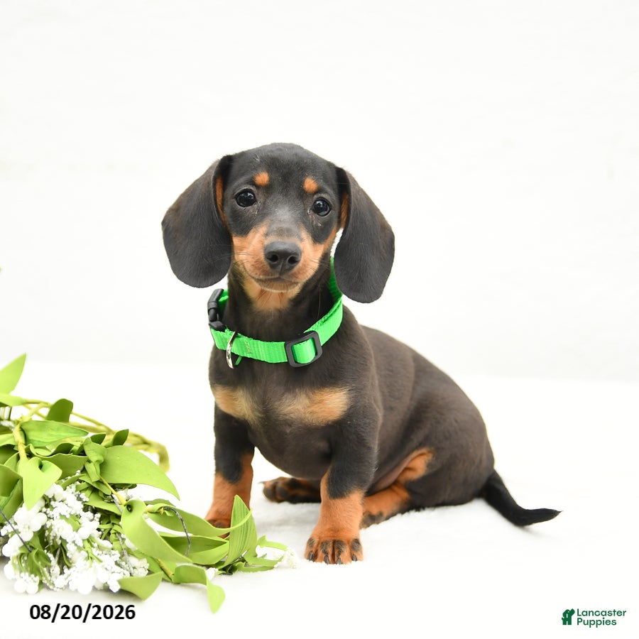 Miniature Dachshund dogs Maggie Mae - Ad 1