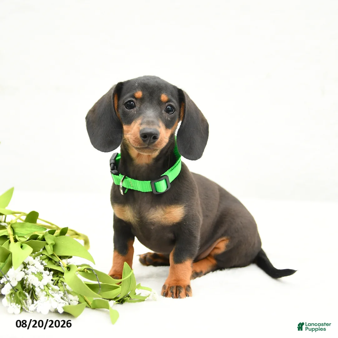 Miniature Dachshund dogs for sale: Maggie Mae - Ad 1