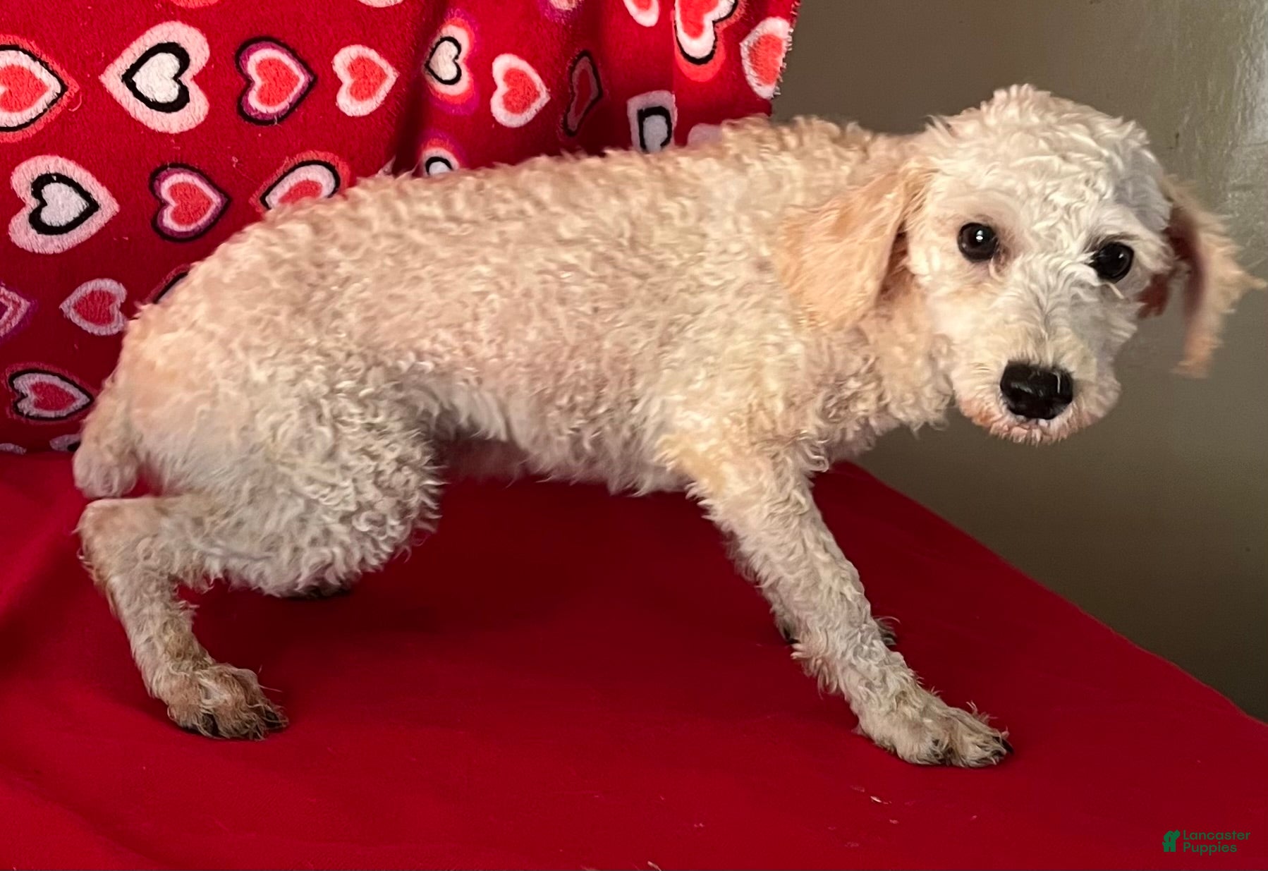 Toy Poodle dogs for sale: Mimi - Ad 1