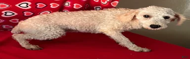 Mimi