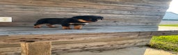 Rottweiler dogs for sale: Daisy  - Ad 7