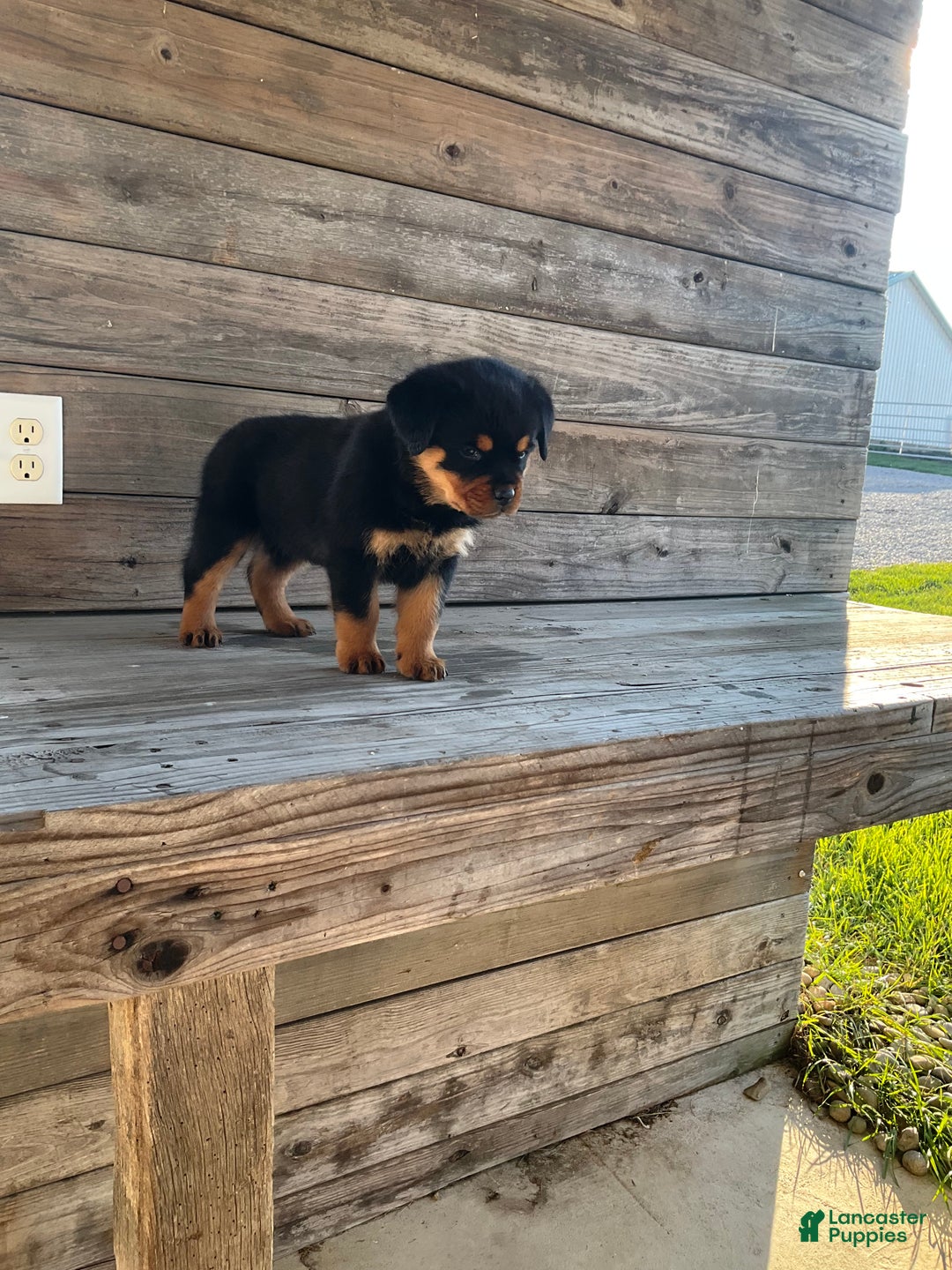 Rottweiler dogs for sale: Daisy  - Ad 7