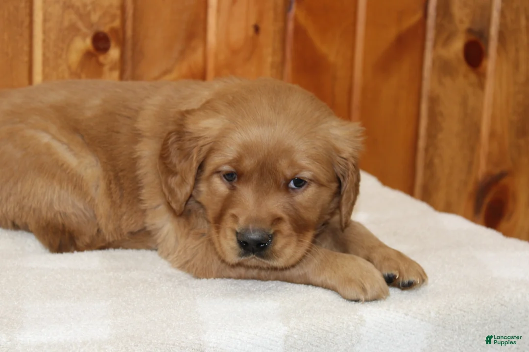 Golden Retriever dogs for sale: Comrade - Ad 7