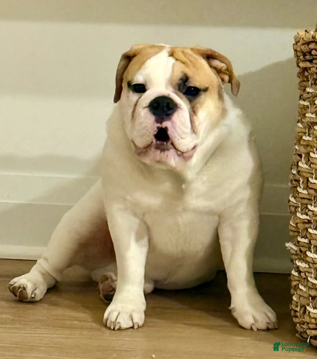 English Bulldog dogs for sale: English Bulldog Puppy  - Ad 1