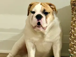 English Bulldog dogs English Bulldog Puppy - Ad 42