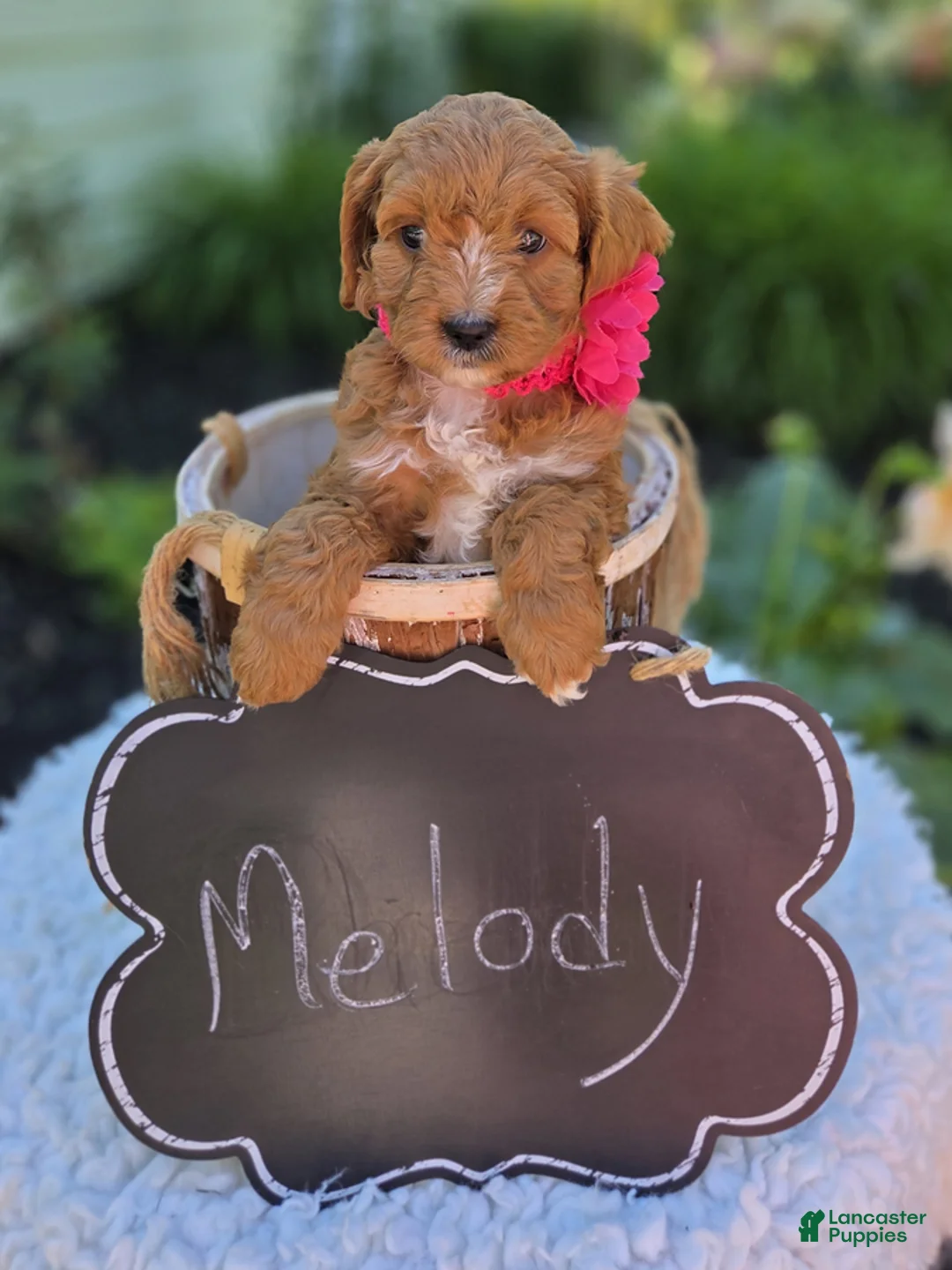 Cavapoo dogs for sale: Meloday - Ad 1