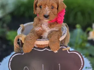 Cavapoo dogs for sale: Meloday - Ad 2