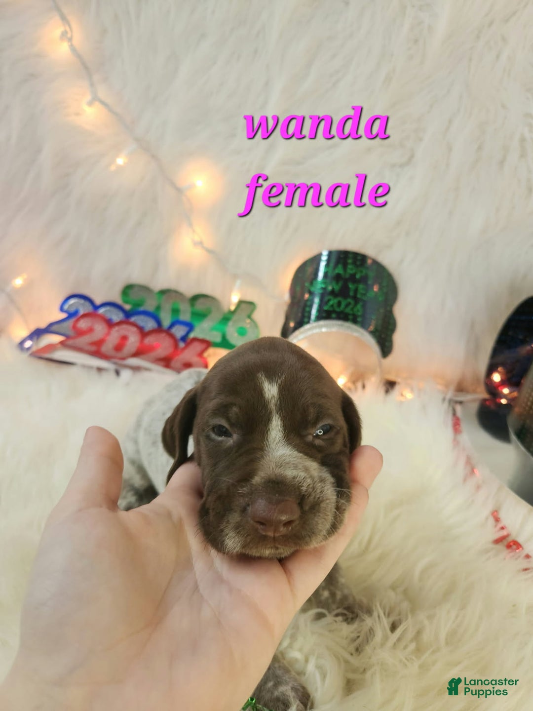 German Shorthaired Pointer dogs for sale: Wanda - Ad 1