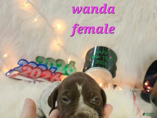 German Shorthaired Pointer dogs Wanda - Ad 36