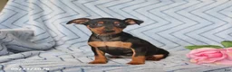 Miniature Pinscher dogs for sale: Penny - Ad 3