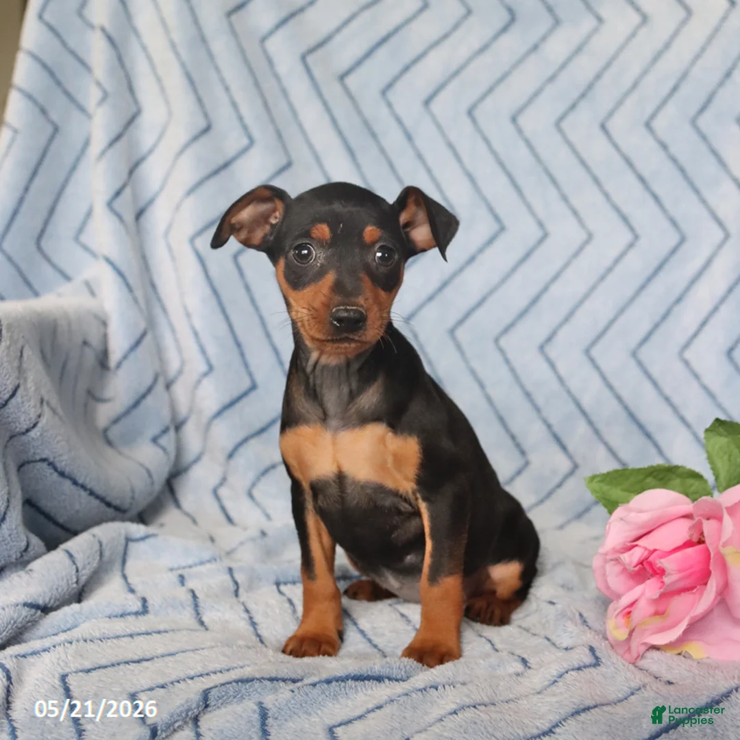 Miniature Pinscher dogs for sale: Penny - Ad 3