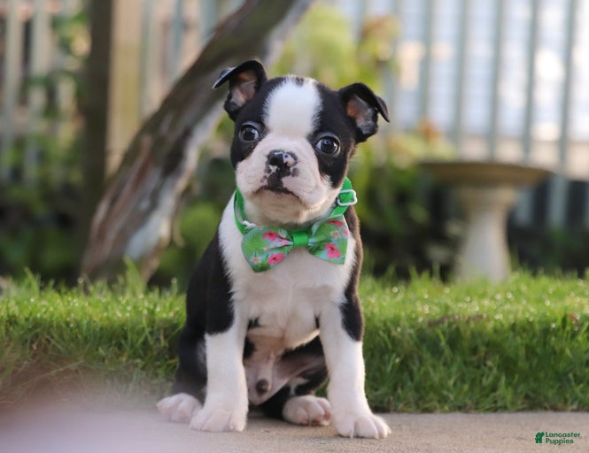 Gallery Image {{count}}