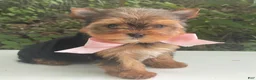 Biewer Terrier dogs for sale: Inka - Ad 12