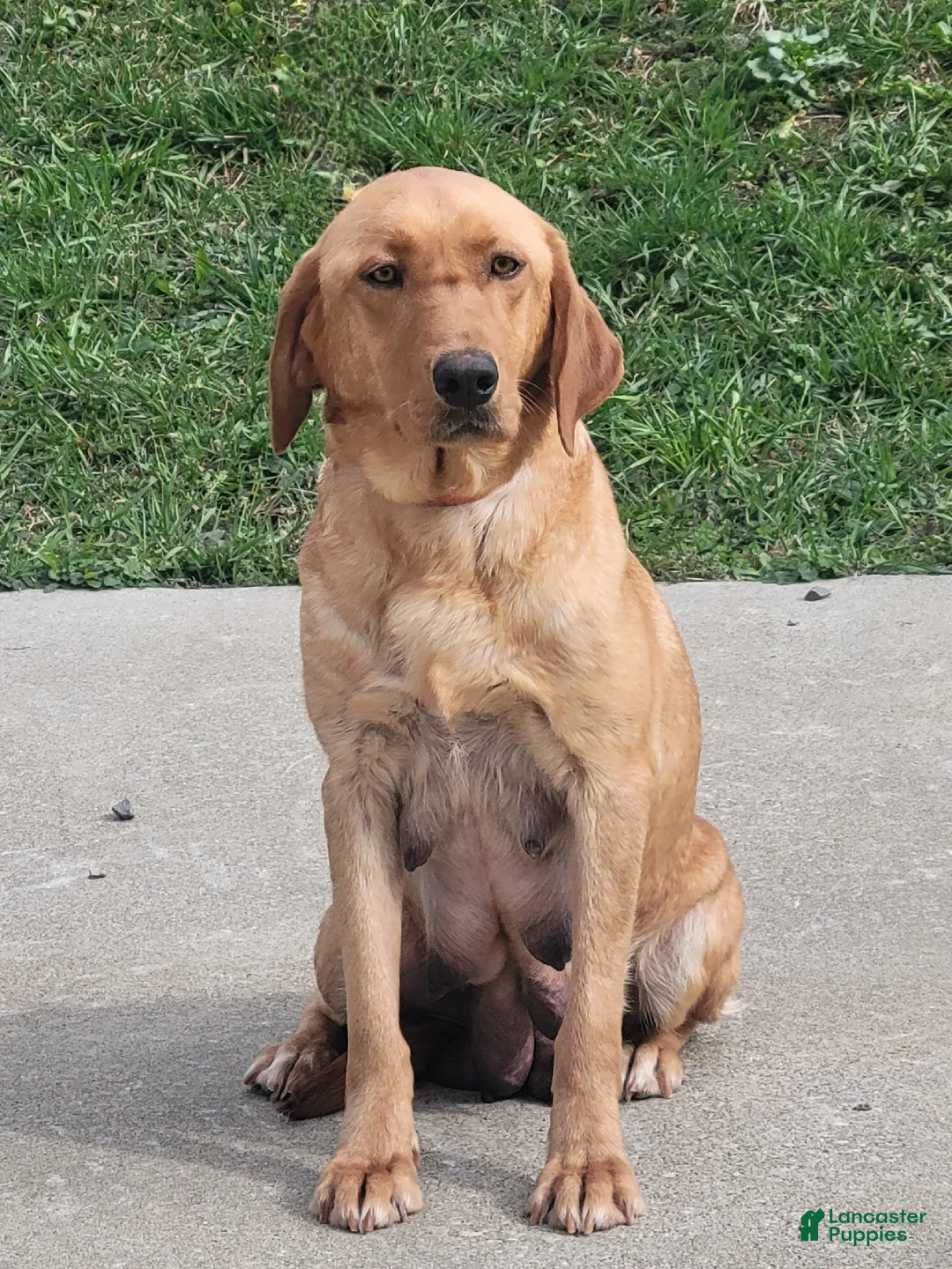 Labrador Retriever dogs for sale: Cooper - Ad 8