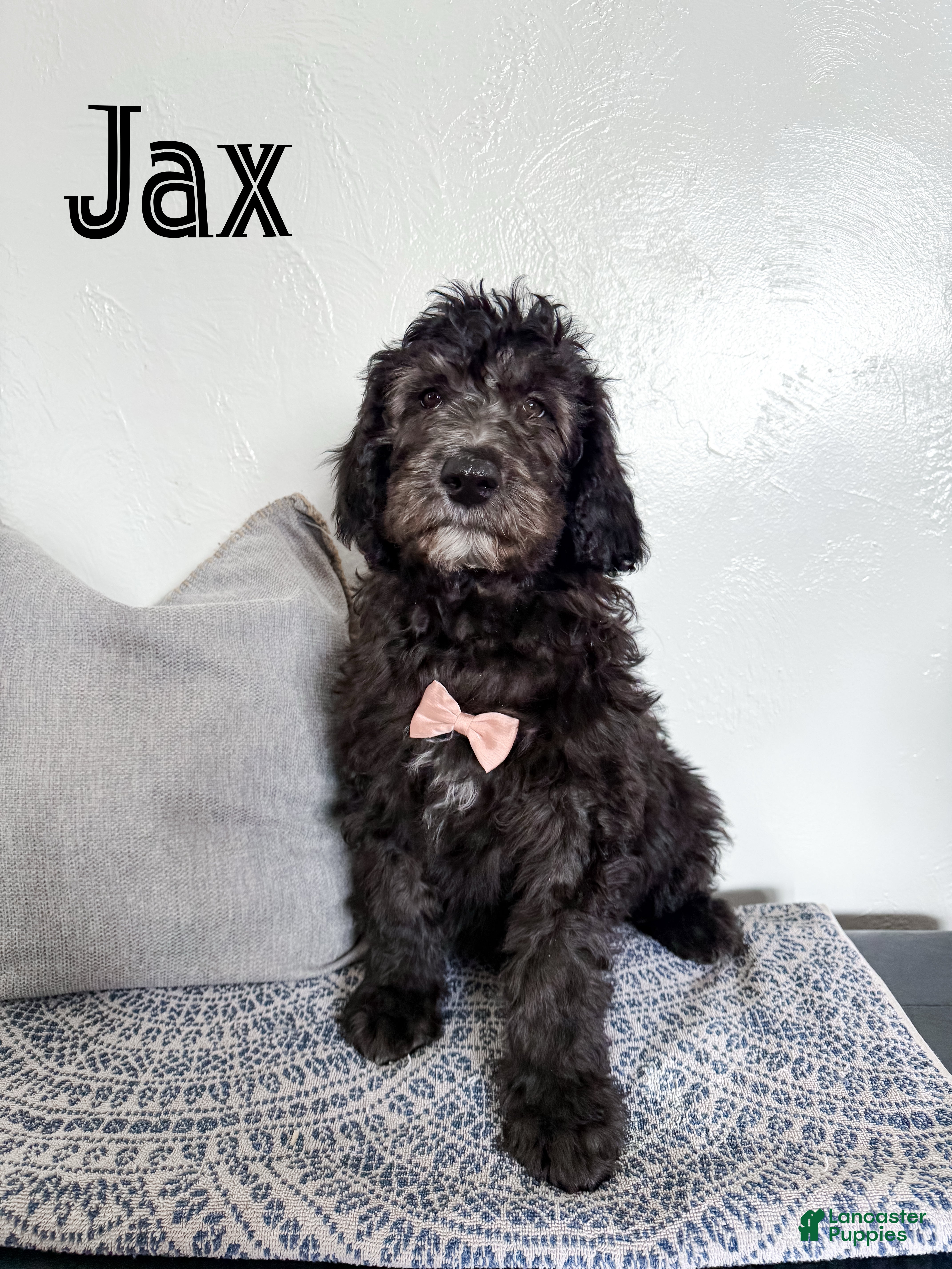 Aussiedoodle dogs Jax - Ad 21