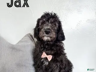 Aussiedoodle dogs Jax - Ad 21